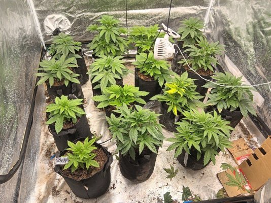 1/16 giving me a problem ive never seen, might as well make a diary, 4 strains, grnpoint & blmbrn