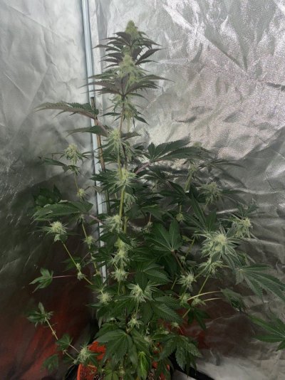Pbb bx keeper last grow