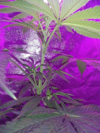 transplant-update-3.jpg