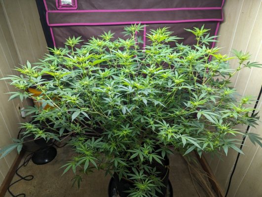 Spider farmer sf1000 evo diodes: runtz, fp, apple fritter, gary payton, hindu kush, cheese.