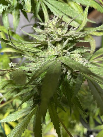 Hawk's Granddaddy Purple & THC Bomb Grow Journal - 2023