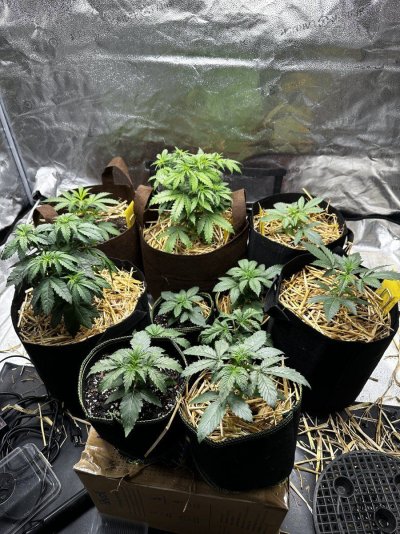 Will a foliar spray help with transplant shock?
