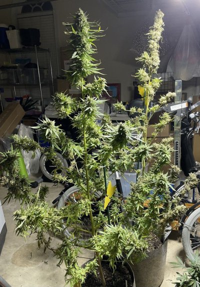 Hawk's Granddaddy Purple & THC Bomb Grow Journal - 2023