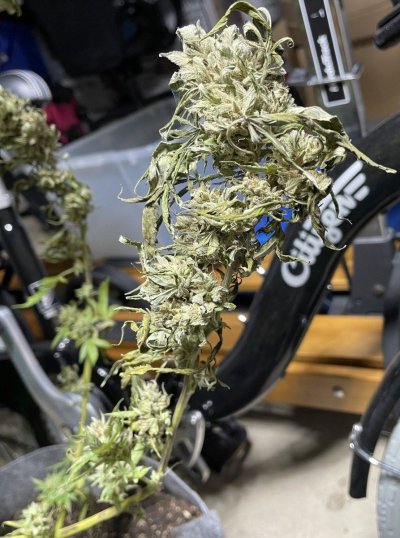 Hawk's Granddaddy Purple & THC Bomb Grow Journal - 2023