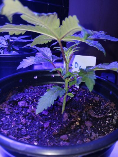 Zkittles x Stardawg from Greenpoint Seeds. Review and Grow