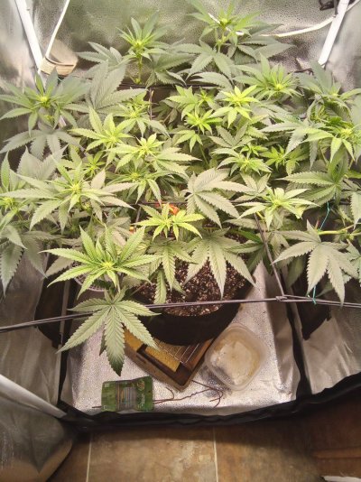 fan-leaves-keep-em-or-not.jpg