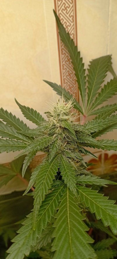 Let's See Your Frostiest Flowers