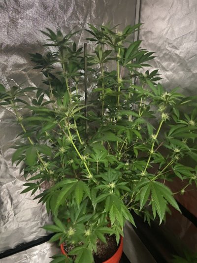 Pbb bx keeper last grow