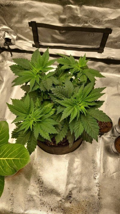 New growth is showing signs of stress and deficiency