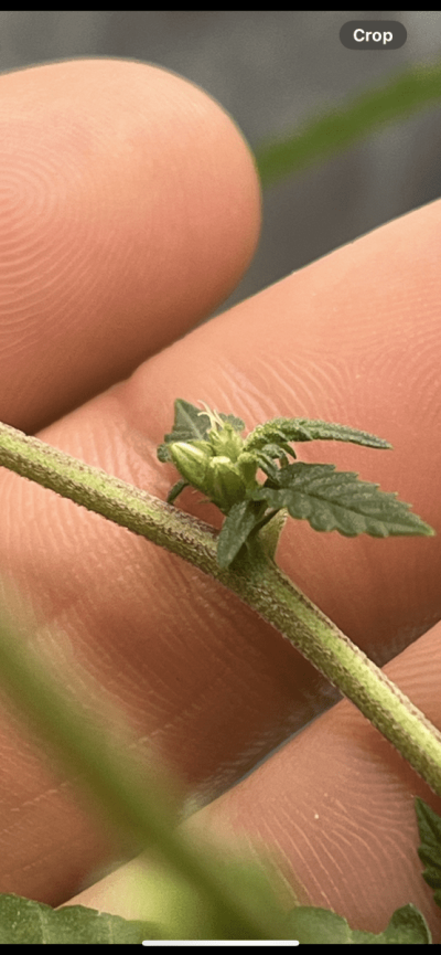 Help!! Is my plant a Hermie?? ☹️