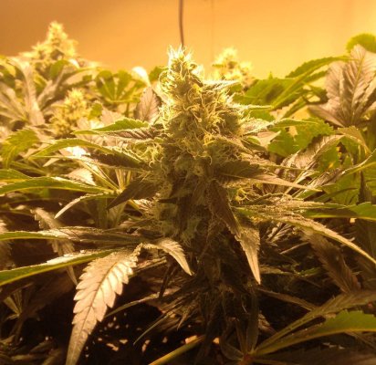 Two Kushage in DWC. Hard stress training
