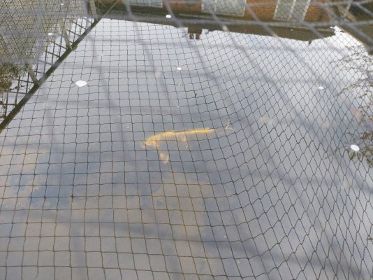 is-pond-water-good.jpg