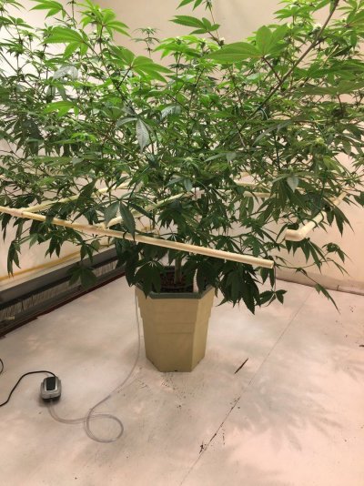 Ode to the Waterfarm and Power Grower Users seems I may be one for Life lol....
