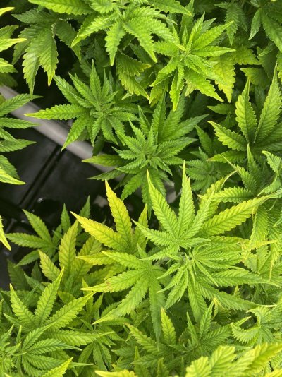 Lockout or a nutrient deficiency?
