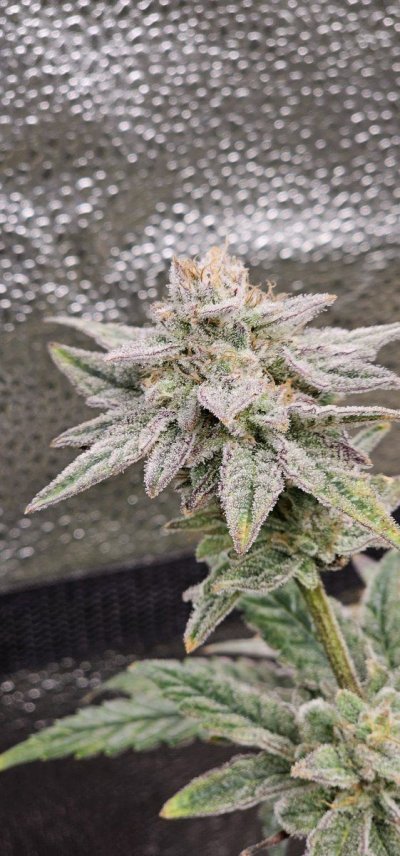 Let's See Your Frostiest Flowers