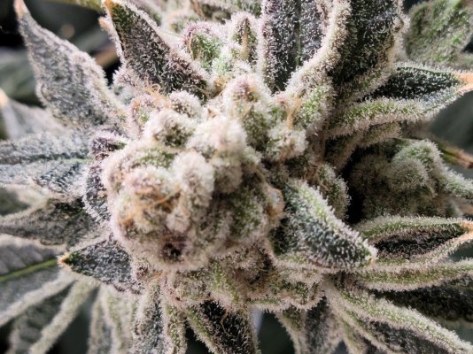 Grape Cream Cake x Okie  & Triangle Kush x Okie Tenguseedco Grow