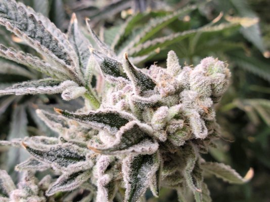 Grape Cream Cake x Okie  & Triangle Kush x Okie Tenguseedco Grow