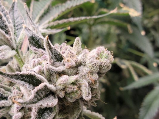 Grape Cream Cake x Okie  & Triangle Kush x Okie Tenguseedco Grow