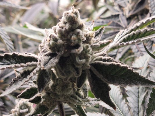 Grape Cream Cake x Okie  & Triangle Kush x Okie Tenguseedco Grow