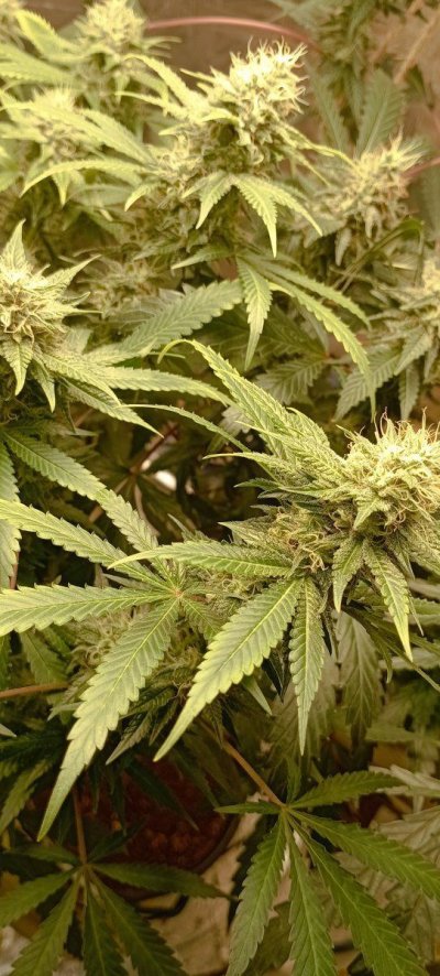 Growing in 3rd World Conditions (Cuba) att #2