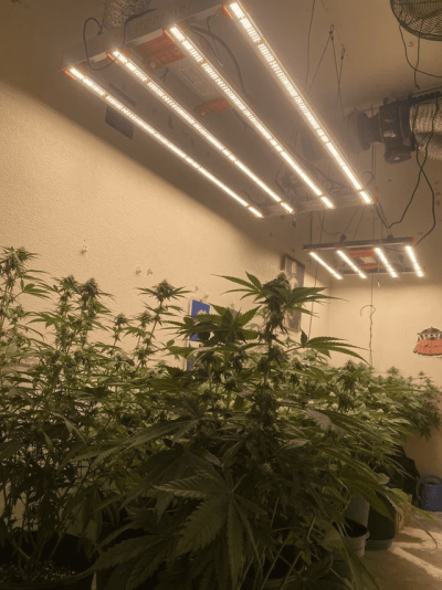 G4500-THC-Captspaulding-3.png