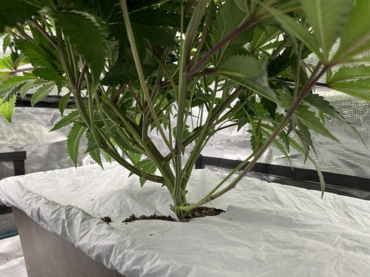 please-help-consistent-premature-yellowing-with-earthboxes--bas-30-6.jpg