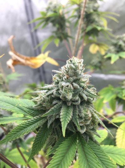 Gorilla Glue #4 (Joesy Whales cut)