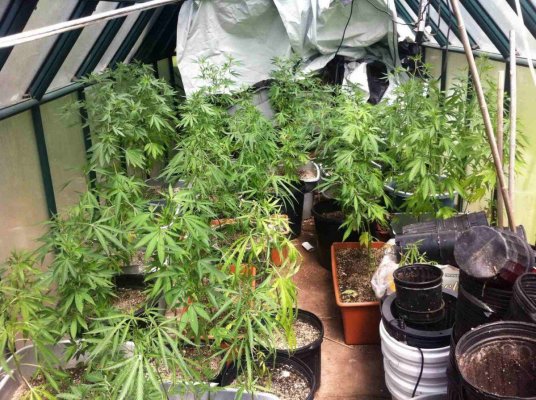 dagobakers-2011-greenhouse-grow.jpg