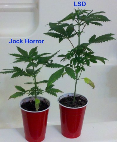 lsd_3_jh_3_side.jpg