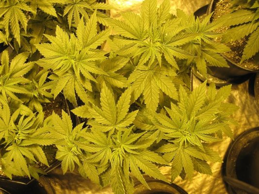JazZ Berry Jam IX  +  Star Berry Indica
