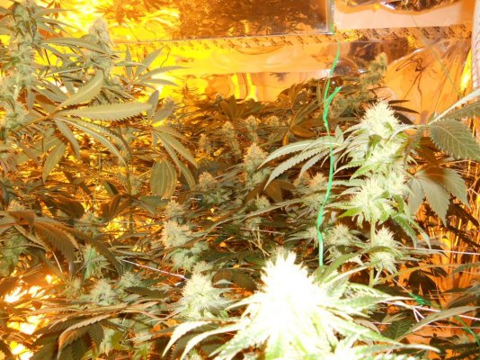 8-2-11 002.JPG