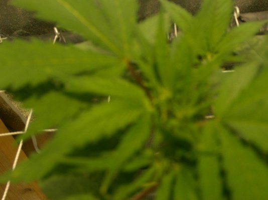 scrog photos updated 051.JPG