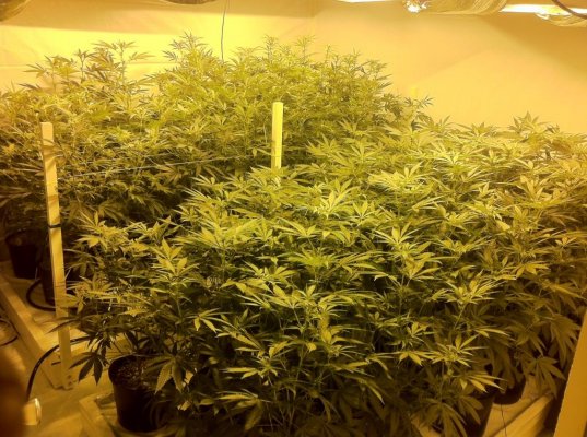 4000 watt sealed grow room Alien Bubba, Plum Princess