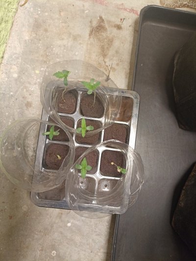 1st time grower looking for feedback