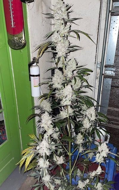 A cross of Mephisto Forgotten Cookies and Night Owl Outlier Z
