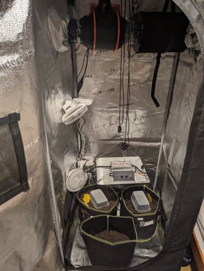 documenting-my-first-grow---hop-on-board.jpg