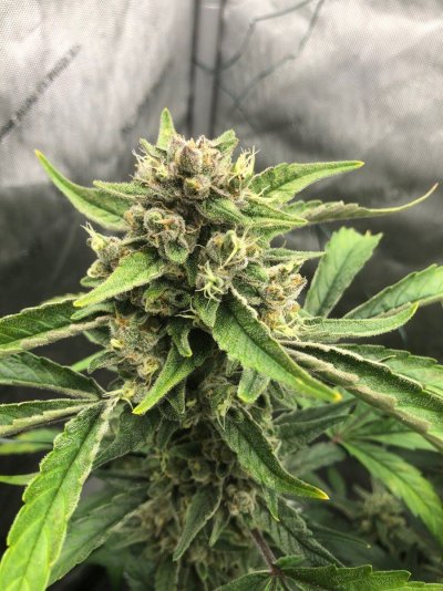 Have my girls hermaphrodited, Pics included.