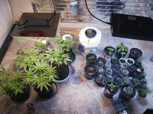 My 2023 Winter Grow Log Journey