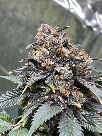 Day 95 of flower is she ready?