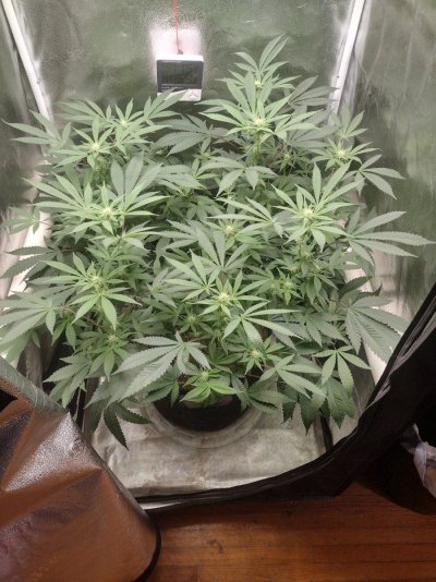 Need some advice on day 21 defoliation.