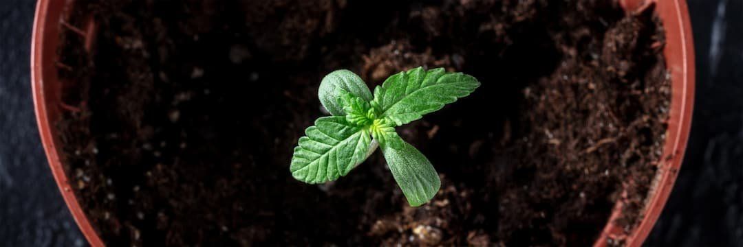 Beginners Guide to Growing Cannabis