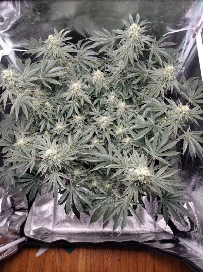 THE TRAINWRECK. Brought to you by thcfarrmer…..