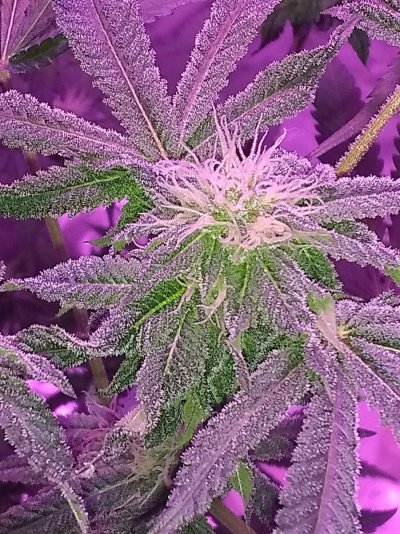 Pretty girl week 6 flowering-Is it weird or normal? 😳