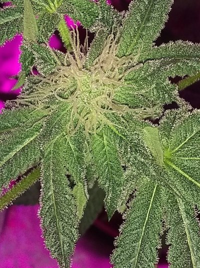 Pretty girl week 6 flowering-Is it weird or normal? 😳