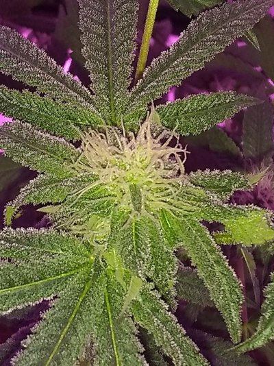 Pretty girl week 6 flowering-Is it weird or normal? 😳