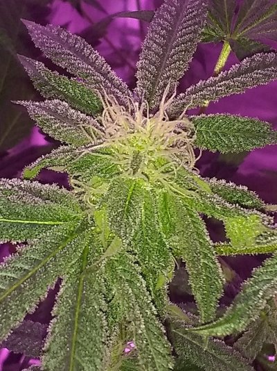 Pretty girl week 6 flowering-Is it weird or normal? 😳