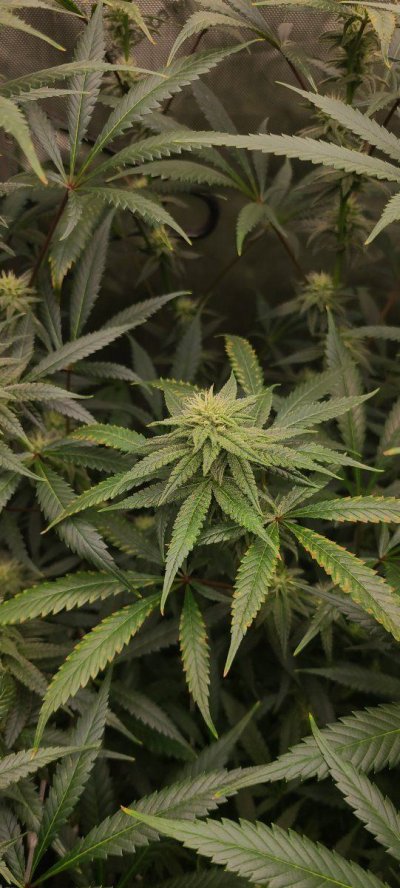 what-causes-these-burned-leaf-edges-2.jpg