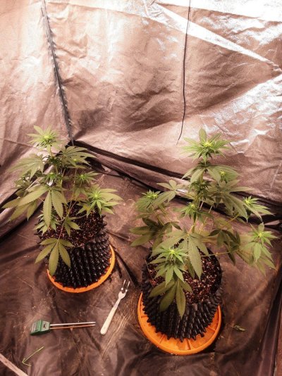 Looking for Hash Burger Grow Tips