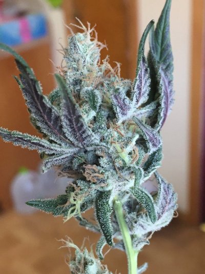 Let's See Your Frostiest Flowers