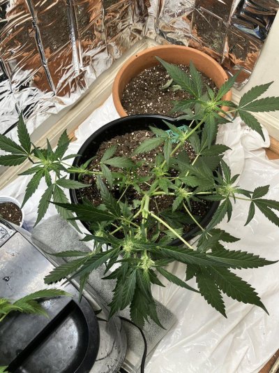 should-i-use-tiger-bloom-on-autoflower-3.jpeg